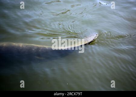 The tail of a Manatee swimming through a Florida canal. Stock Photo