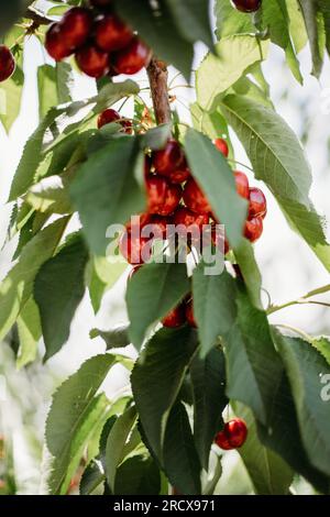 Ripe red cherries hanging on green leafed tree branch at fruit farm Stock Photo