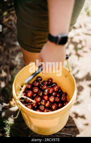Young woman holding yellow bucket full of ripe red cherries Stock Photo