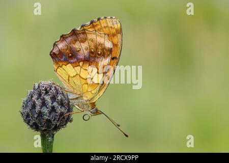 marbled fritillary (Brenthis daphne), at an inflorescence, side view, Germany, Rhineland-Palatinate Stock Photo