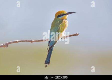 austalian bee eater (Merops ornatus), sitting on a branch, Australia, Northern Territory, Fogg Dam Conservation Reserve Stock Photo