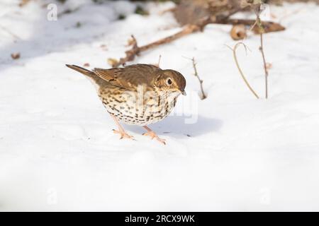 song thrush (Turdus philomelos), searching for food in snow, Netherlands Stock Photo