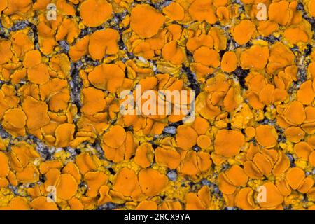 Elegant sunburst lichen, Elegant Orange Wall Lichen (Xanthoria elegans, Rusavskia elegans, Amphiloma elegans, Caloplaca dissidens, Caloplaca elegans, Stock Photo