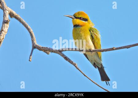 austalian bee eater (Merops ornatus), sitting on a branch, Australia, Northern Territory, Fogg Dam Conservation Reserve Stock Photo