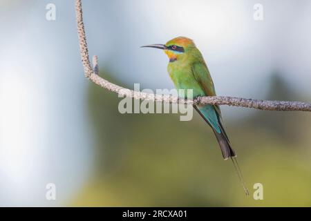 austalian bee eater (Merops ornatus), sitting on a branch, Australia, Queensland Stock Photo