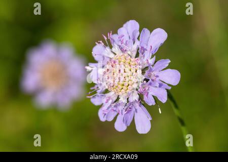 Small scabious, Lesser scabious (Scabiosa columbaria), blooming, Sweden Stock Photo