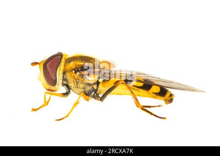 Currant Hover Fly, Common Banded Hoverfly (Syrphus ribesii), side view, cut out, Netherlands Stock Photo