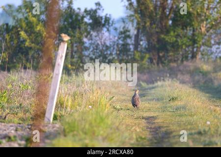 grey partridge (Perdix perdix), on a field path, rear view, Netherlands Stock Photo