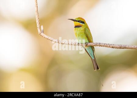 austalian bee eater (Merops ornatus), sitting on a branch, Australia, Queensland, Fogg Dam Conservation Reserve Stock Photo