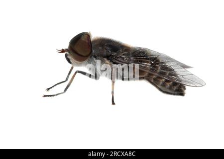 narrow-winged horsefly (Tabanus maculicornis), side view, cut out, Netherlands Stock Photo