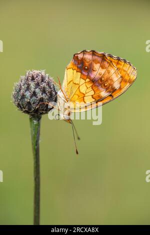 marbled fritillary (Brenthis daphne), at an inflorescence, side view, Germany, Rhineland-Palatinate Stock Photo