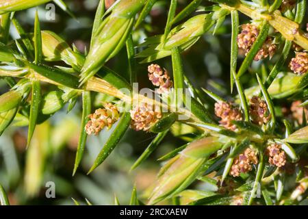 Common juniper, Ground juniper (Juniperus communis), branch with male flowers, Sweden Stock Photo