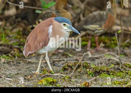 nankeen night heron (Nycticorax caledonicus), by the waterside, Australia, Northern Territory, Kakadu Nationalpark Stock Photo