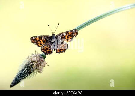 map butterfly, summer form (Araschnia levana f. prorsa), on plantain, dorsal view, Netherlands, Frisia Stock Photo