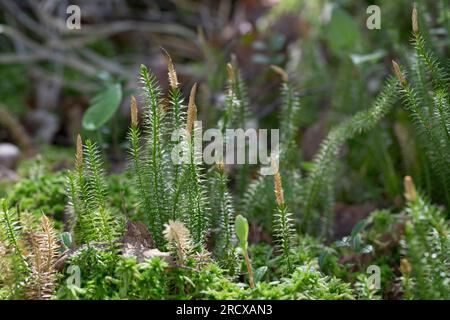Stiff clubmoss, Stiff ground-pine, Interrupted club-mosses (Lycopodium annotinum, Spinulum annotinum), with cones, Sweden Stock Photo