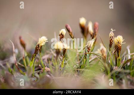 spring sedge (Carex caryophyllea), blooming, Netherlands, Limburg Stock Photo