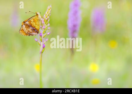 marbled fritillary (Brenthis daphne), sitting at an orchid, side view, Germany, Rhineland-Palatinate Stock Photo