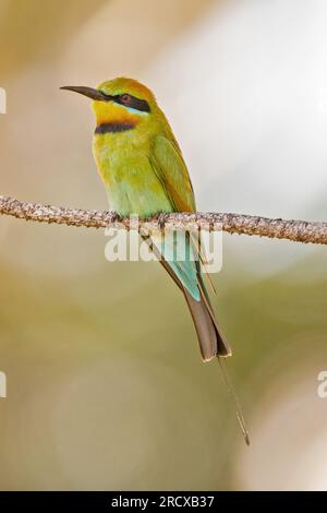 austalian bee eater (Merops ornatus), sitting on a branch, Australia, Queensland Stock Photo