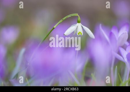 common snowdrop (Galanthus nivalis), blooming among early crocuses on a lawn, Netherlands, Frisia Stock Photo