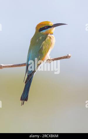 austalian bee eater (Merops ornatus), sitting on a branch, Australia, Northern Territory, Fogg Dam Conservation Reserve Stock Photo