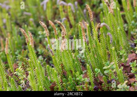 Stiff clubmoss, Stiff ground-pine, Interrupted club-mosses (Lycopodium annotinum, Spinulum annotinum), with cones, Sweden Stock Photo