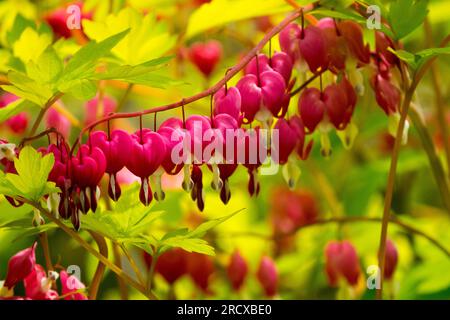 Bleeding Heart Flowers Dicentra spectabilis 'Gold Heart' Lamprocapnos Garden Spring Plant Blooming Shady Garden Pink Lamprocapnos spectabilis Arching Stock Photo