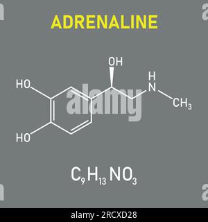 Chemical structure of Adrenaline or epinephrine (C9H13NO3). Chemical resources for teachers and students. Vector illustration Stock Vector