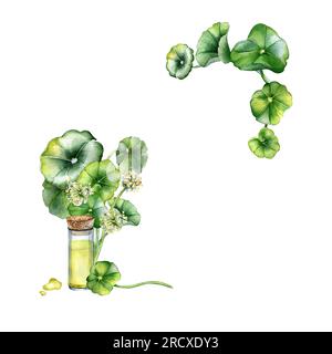 Frame of centella asiatica, essential oils watercolor illustration isolated on white. Pennywort, gotu kola herbal plants, glass bottle hand drawn. Des Stock Photo