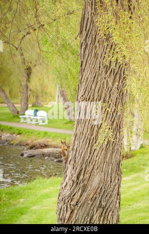 Eurasian Red squirrel (Sciurus vulgaris) perched on the side of a Willow tree. Kuhmo, Finland Fi. June 2023 Stock Photo