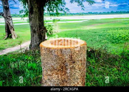 Wooden product display podium with green nature garden background.Round wooden podium in tropical forest for product Stock Photo