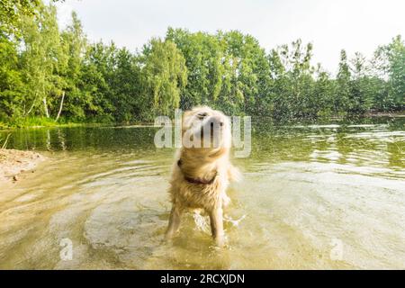 A lively Golden Retriever frolicking in the refreshing lake waters, seeking relief from the summer heat, and joyfully embracing splashes of water Stock Photo