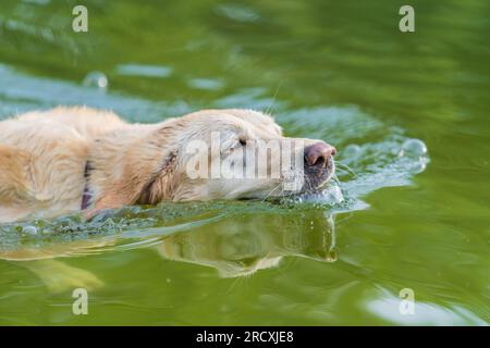 A lively Golden Retriever frolicking in the refreshing lake waters, seeking relief from the summer heat, and joyfully embracing splashes of water Stock Photo