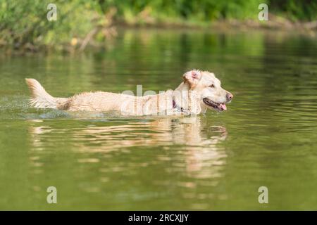 A lively Golden Retriever frolicking in the refreshing lake waters, seeking relief from the summer heat, and joyfully embracing splashes of water Stock Photo