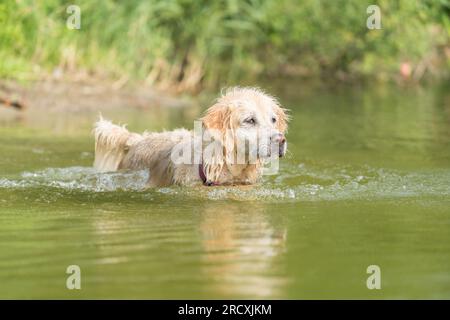 A lively Golden Retriever frolicking in the refreshing lake waters, seeking relief from the summer heat, and joyfully embracing splashes of water Stock Photo