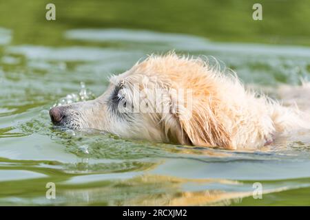 A lively Golden Retriever frolicking in the refreshing lake waters, seeking relief from the summer heat, and joyfully embracing splashes of water Stock Photo