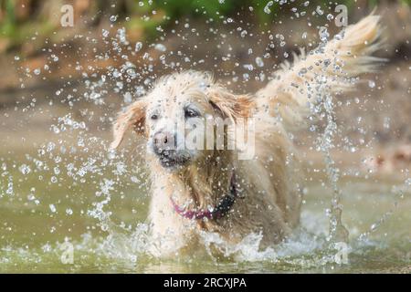 A lively Golden Retriever frolicking in the refreshing lake waters, seeking relief from the summer heat, and joyfully embracing splashes of water Stock Photo