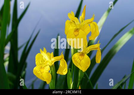 Sumpf-Schwertlilie, Sumpfschwertlilie, Schwertlilie, Gelbe Iris, Gelbe Schwertlilie, Wasser-Schwertlilie, Iris pseudacorus, Flag Iris, Yellow Flag, ye Stock Photo