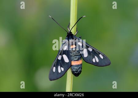 Weißfleck-Widderchen, Weißfleckwidderchen, Weissfleck-Widderchen, Weissfleck-Widderchen, Weißfleckenwidderchen, Ringelwidderchen, Ringel-Widderchen, S Stock Photo