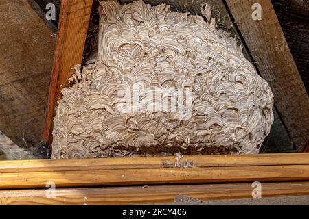 A large wasps nest attached to the rafters of a house in the UK Stock Photo