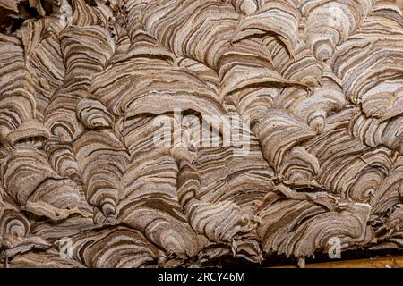 Close up of the exterior detail of a wasps nest,showing the intricate details of thousands of thin fans of paper like material used to build the nest. Stock Photo