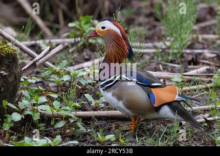 Mandarin duck (Aix galericulata) on the banks of the River Tay, Perth, Perthshire, Scotland, UK. Stock Photo