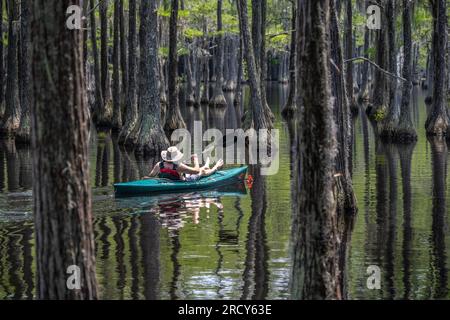 Senior kayaker paddling through a submerged Cypress forest at George Smith State Park in Twin City, Georgia. (USA) Stock Photo