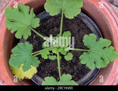 Young Courgette plant in pot, about to flower Stock Photo