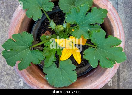 Flowering courgette plant in pot in garden Stock Photo