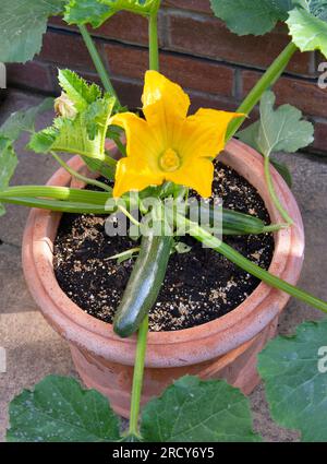 Flowering courgette plant in pot in garden Stock Photo