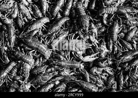 Huge Lobster. Crayfishs live, river food. Living crayfish in water. Caught crayfishs. Cancers on the background of crayfish. Black and white Stock Photo