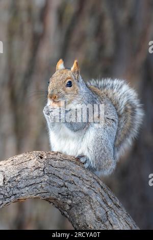 Gray squirrel (Scurius carolinensis) feeding on hickory nut, early Spring, E USA, by Dominique Braud/Dembinsky Photo Assoc Stock Photo
