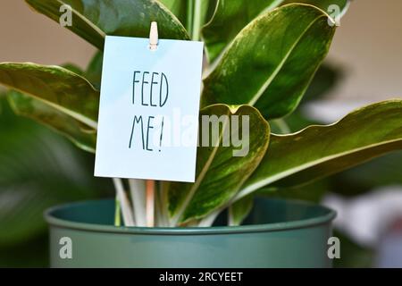Houseplant with sign saying 'Feed me'. Concept for fertilizing plants Stock Photo