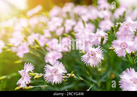 Cheddar pink or clove pink carnation Stock Photo