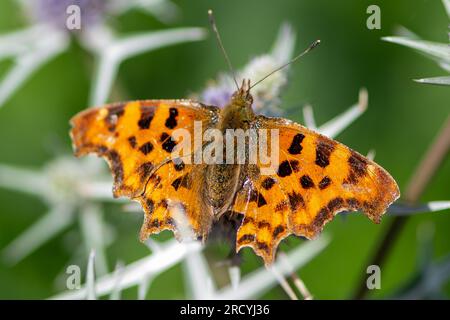 Taplow, Buckinghamshire, UK. 17th July, 2023. A Polygonia c-album Comm Butterfly rests in a garden border at the Cliveden National Trust gardens. Butterfly Conservation are calling on people across the UK to take part in this year’s Big Butterfly Count that started yesterday and runs until 6th August to help scientists understand the impact of climate change on our most-loved butterflies. Last year’s record temperatures, heatwave and drought caused some of the plants that caterpillars feed on to wither and die. To help scientists discover what the ongoing impact of this extreme weather has bee Stock Photo